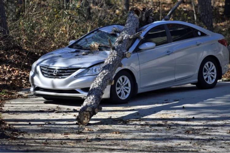 Voiture accidentée qui a reçu un tronc d'arbre